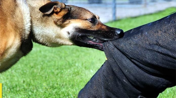 Study Highlights Dog Bites as Leading Cause of Animal-Related Deaths in India, Urges Action on Rabies Control