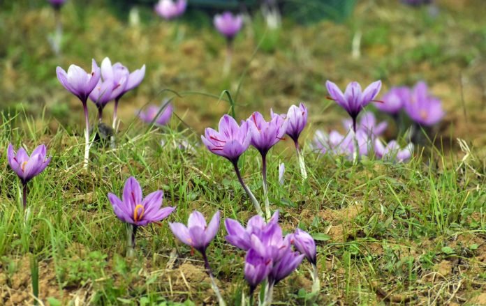 Saffron Output in J&K Drops to 19.58 MT in 2024–25; Govt Cites Productivity Fluctuations